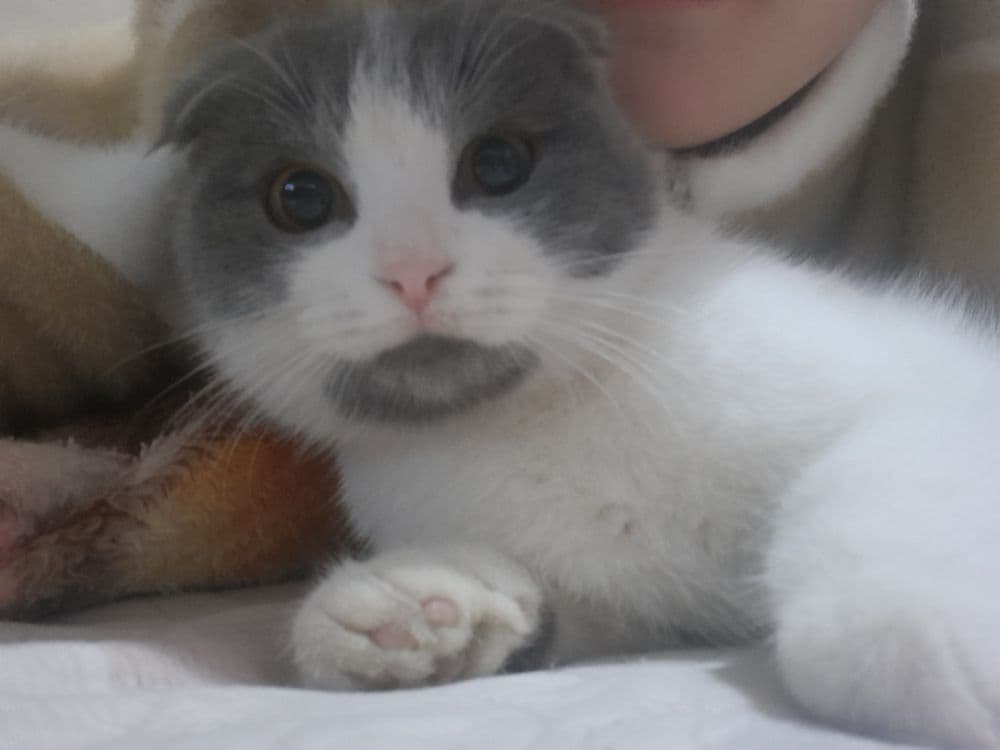 Scottish fold mushugi — 2
