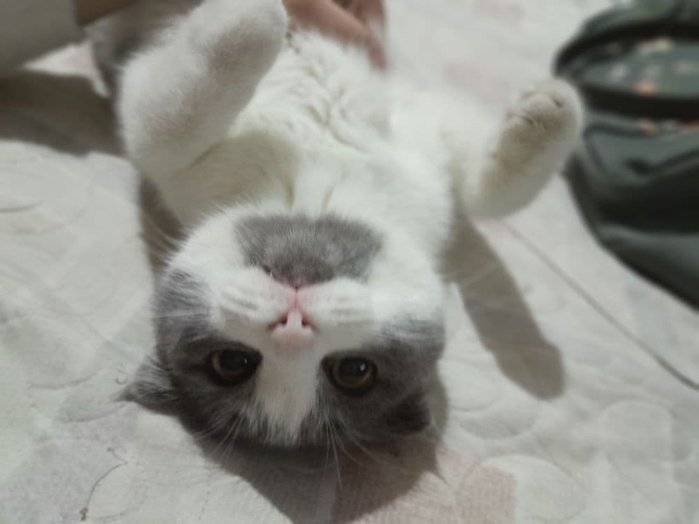 Scottish fold mushugi — 3