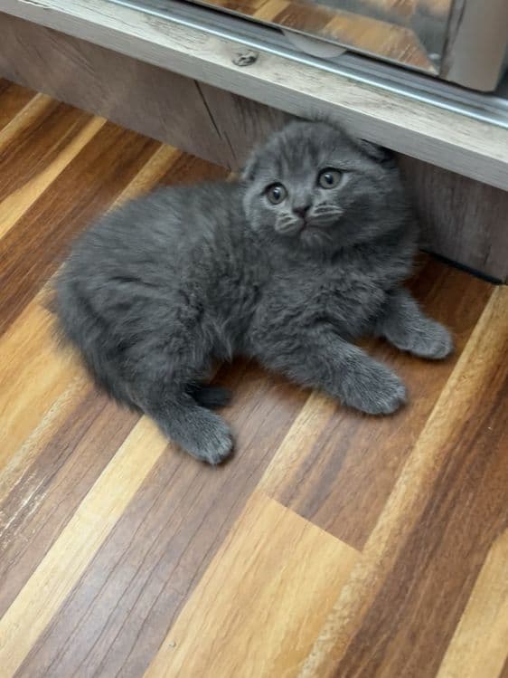 Scottish fold britaniskiy fold — 2