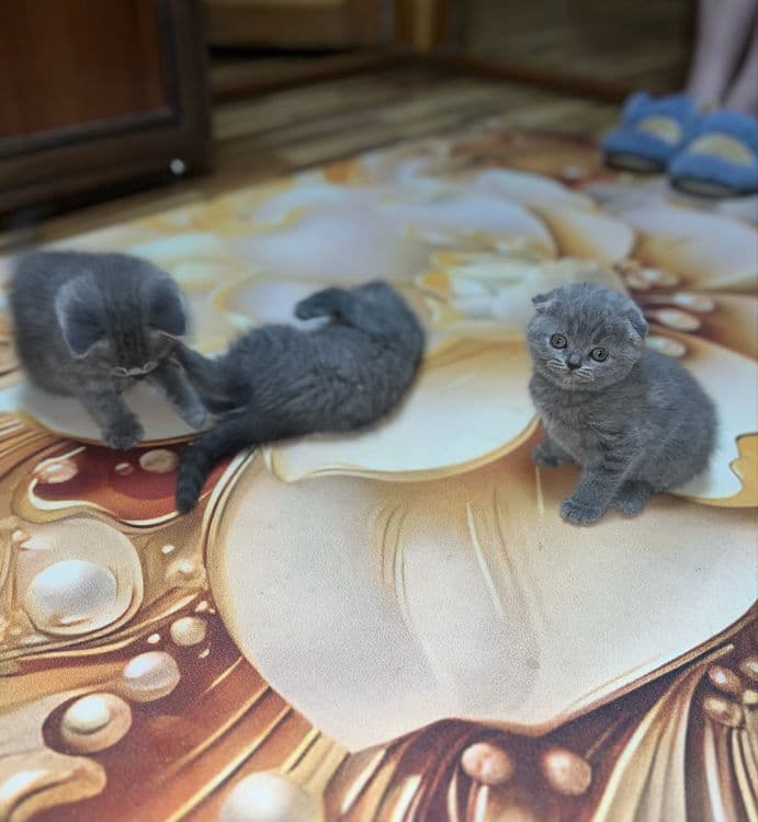 Scottish fold britaniskiy fold — 3