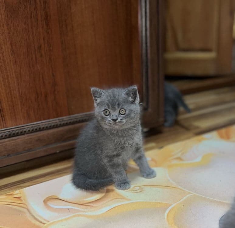 Scottish fold britaniskiy fold — 5