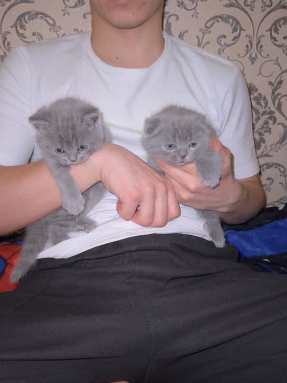 Scottish fold britaniskiy fold — 6