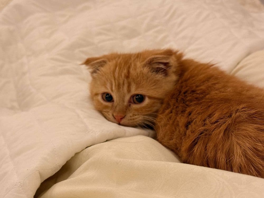 Скотиш фолд сотилади — 2