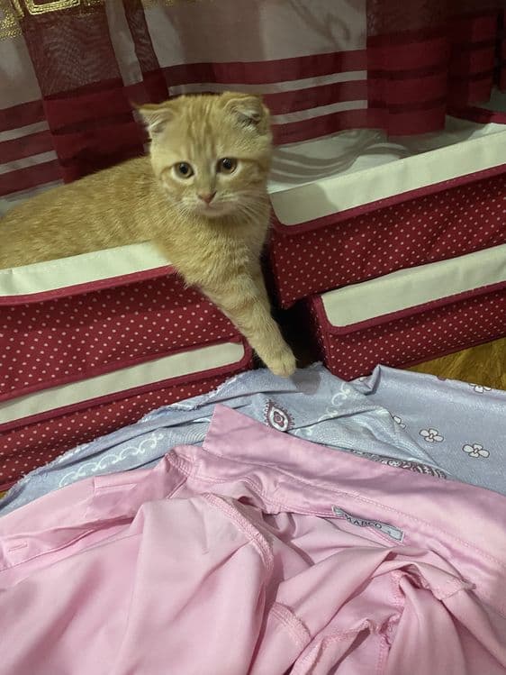 Скотиш фолд сотилади — 3