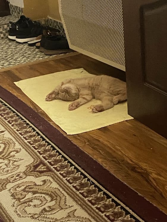 Скотиш фолд сотилади — 4