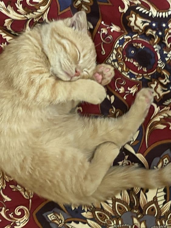 Скотиш фолд сотилади — 5