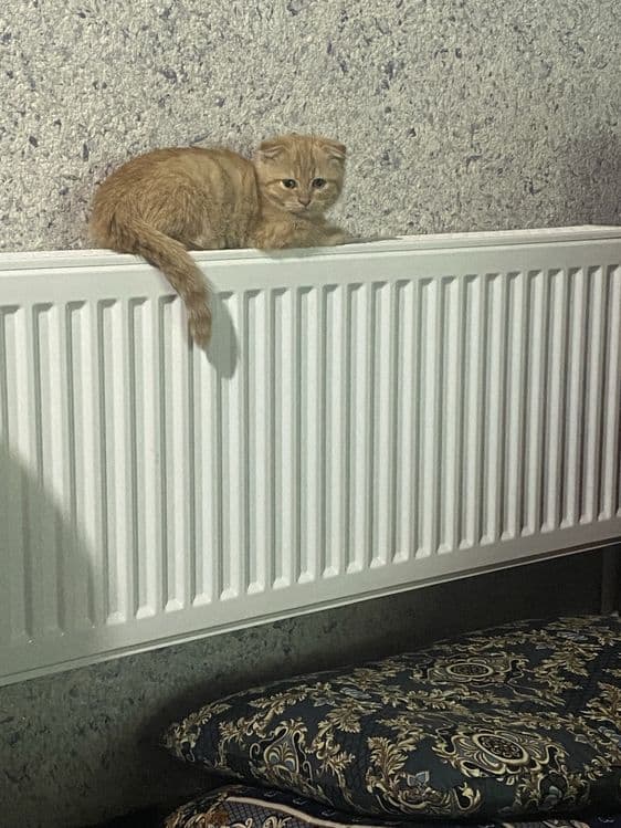 Скотиш фолд сотилади — 6
