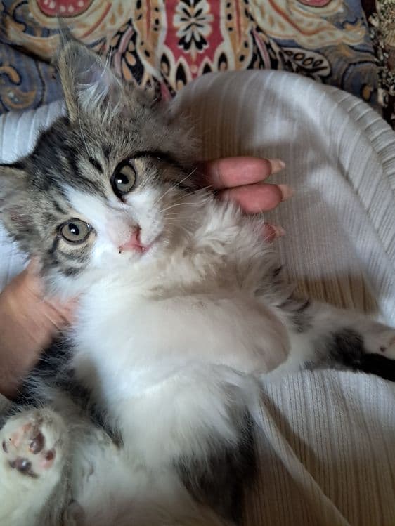 Котята турецкой Ангоры — 1