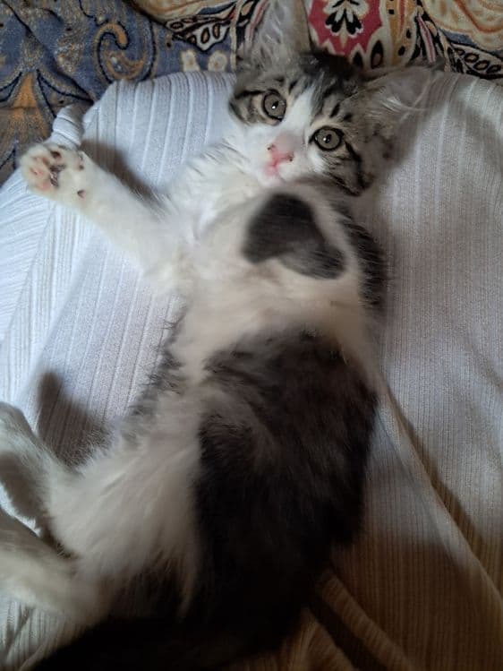 Котята турецкой Ангоры — 2