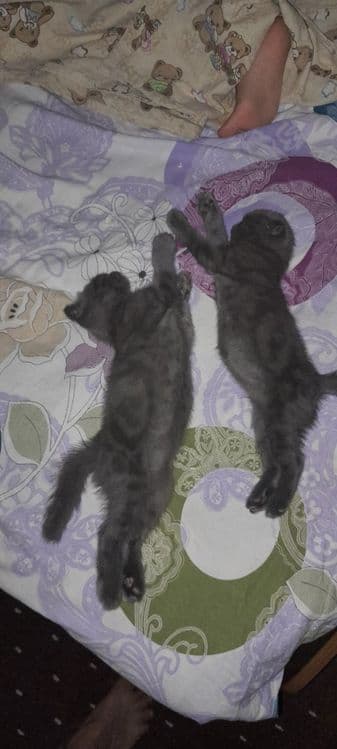 Продаётся котята ждут своих добрых хозяев — 2