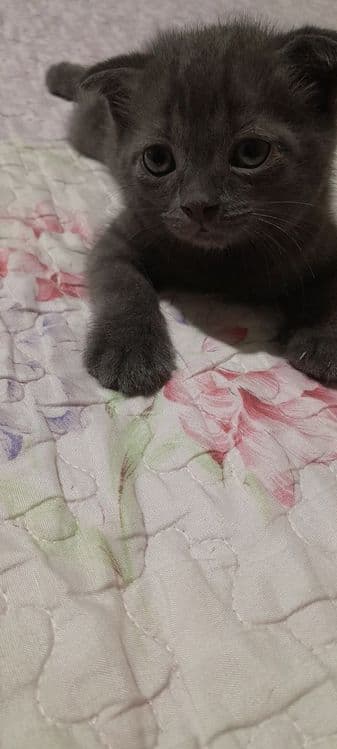 Продаётся котята ждут своих добрых хозяев — 3
