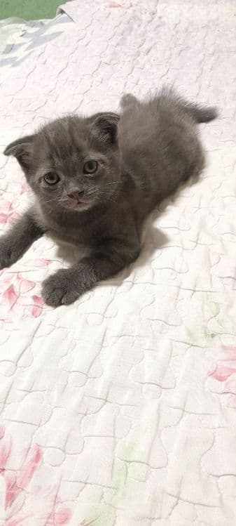Продаётся котята ждут своих добрых хозяев — 4
