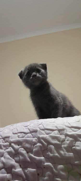 Продаётся котята ждут своих добрых хозяев — 5