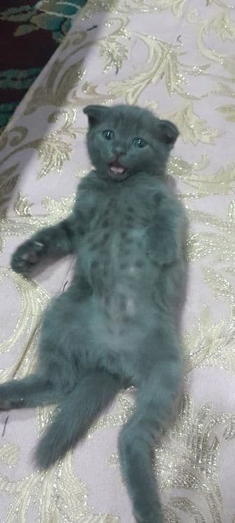 Продаётся котята ждут своих добрых хозяев — 7