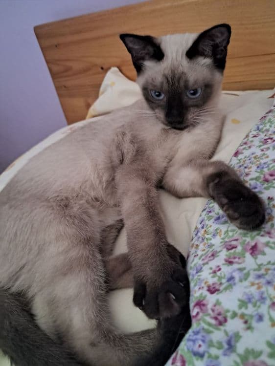 Продаётся Сиамский котик — 2
