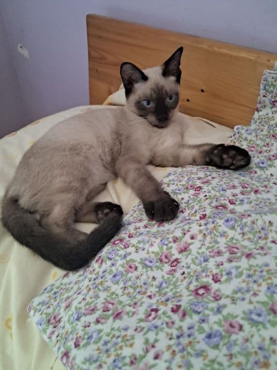 Продаётся Сиамский котик — 3
