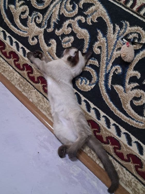 Продаётся Сиамский котик — 4