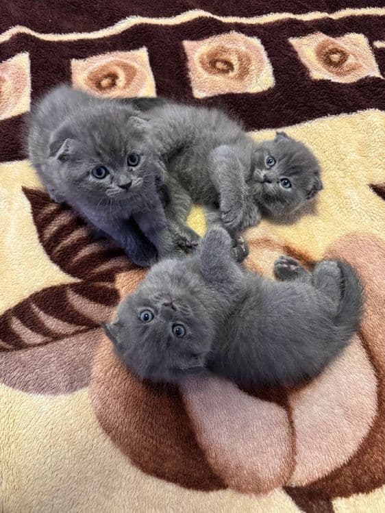 Пишакчалар сотилаг — 2