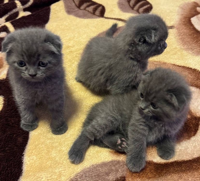 Пишакчалар сотилаг — 3