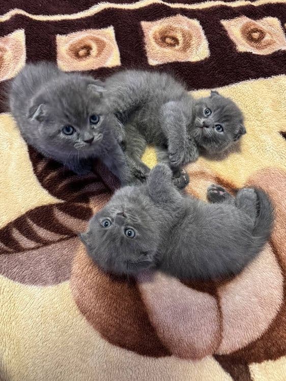 Пишакчалар сотилаг — 5
