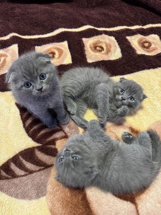 Пишакчалар сотилаг — 7