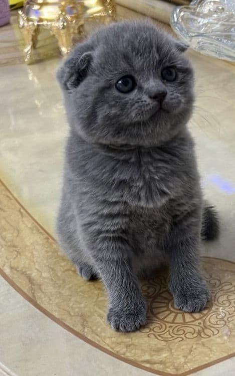 Пишакчалар сотилаг — 8