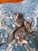 Продаются котята, мальчик и девочка, родившиеся 11 апреля.