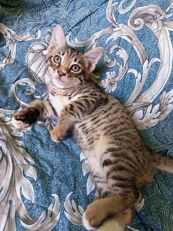 Продаются котята, мальчик и девочка, родившиеся 11 апреля. — 4