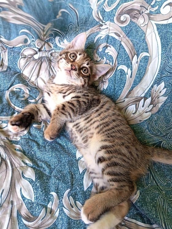 Продаются котята, мальчик и девочка, родившиеся 11 апреля. — 5