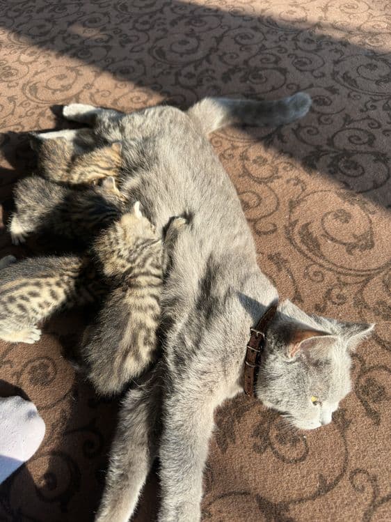 bengal britaniski bolachalar — 1