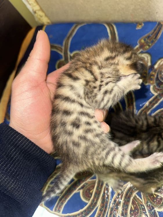 Mushuk bengal biritaniski bolachalari — 2