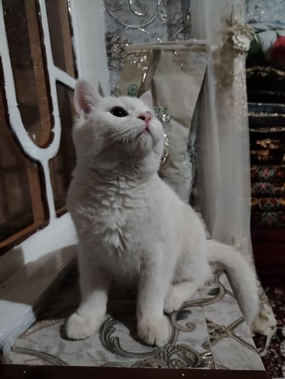 Scottish fold va shinshila o'g'ilchasi — 2