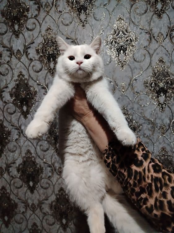 Scottish fold va shinshila o'g'ilchasi — 3