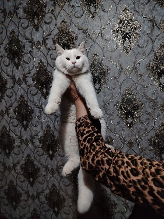 Scottish fold va shinshila o'g'ilchasi — 4