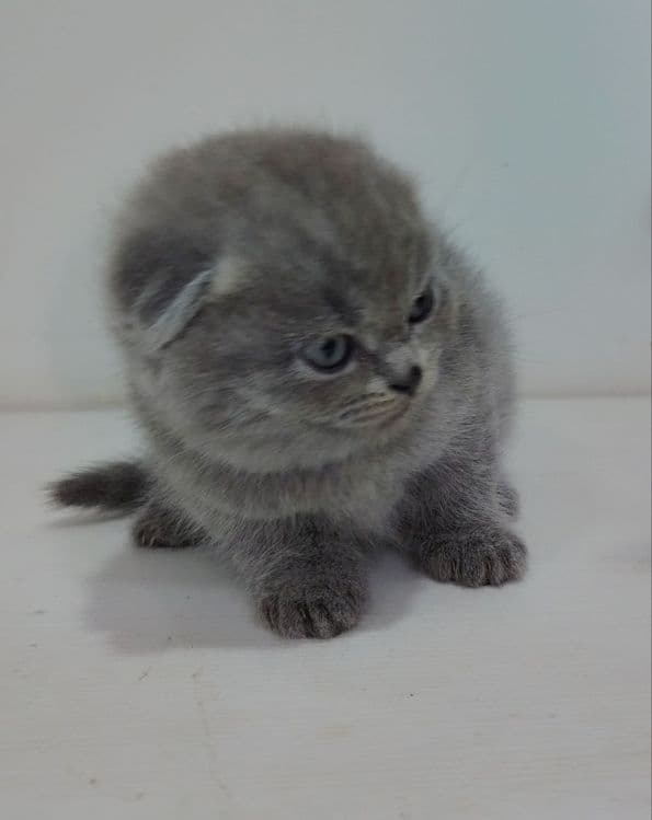Продаются котята — 3