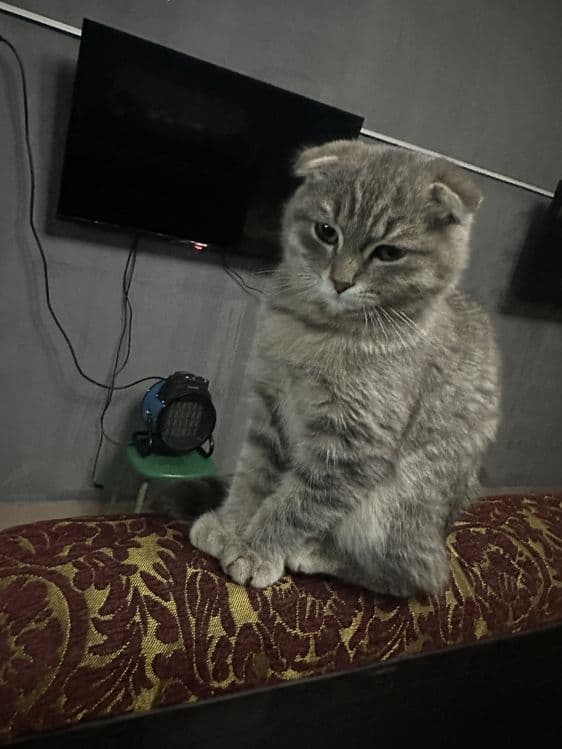 mushuk sotiladi damashni mushuk koshka — 2