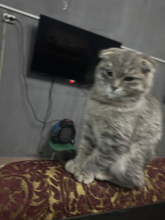 mushuk sotiladi damashni mushuk koshka — 3