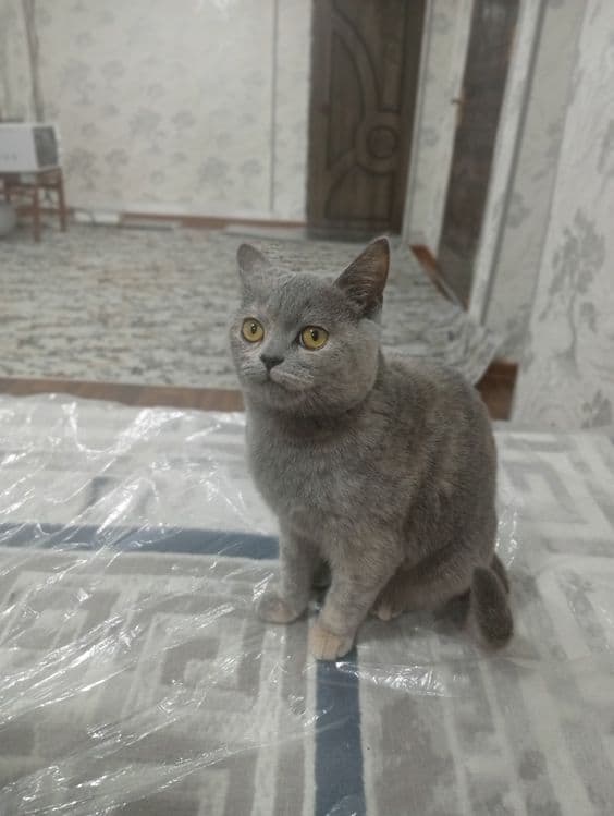 Кошка продоется срочно — 1