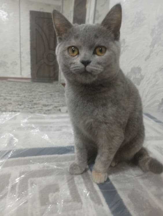 Кошка продоется срочно — 2