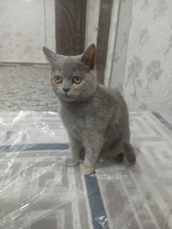 Кошка продоется срочно — 3