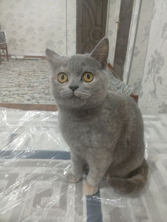Кошка продоется срочно — 4