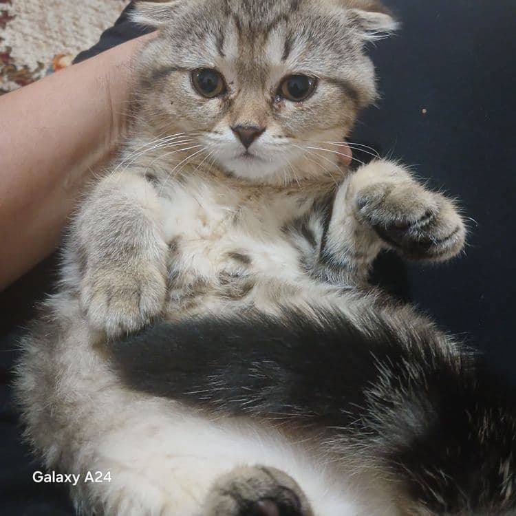 Mushuklar sotiladi — 2