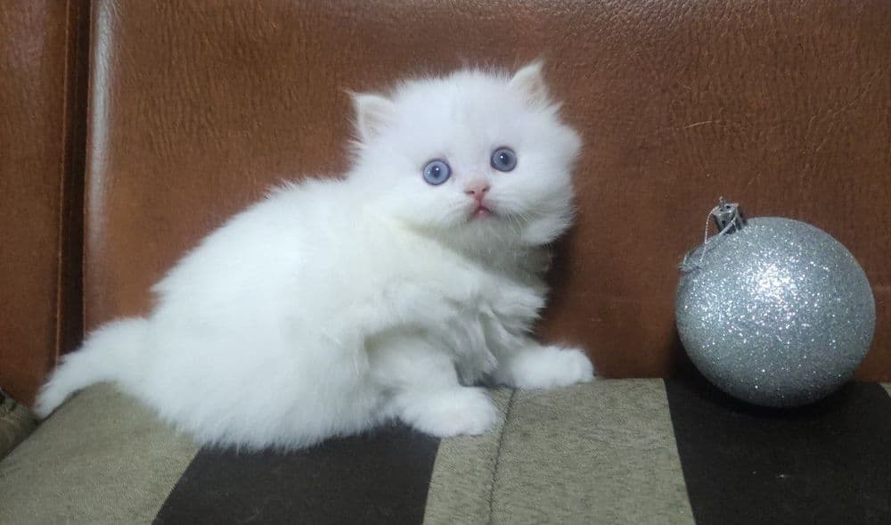 Mushuklar sotiladi — 3