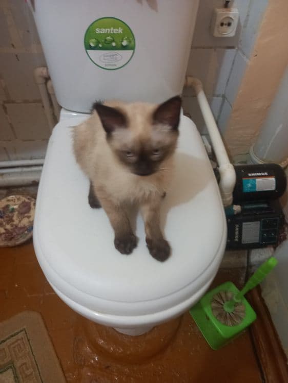 Продаются кошка сиамская — 2