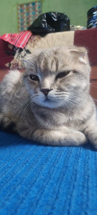 Скоттиш фолд сотилади — 2