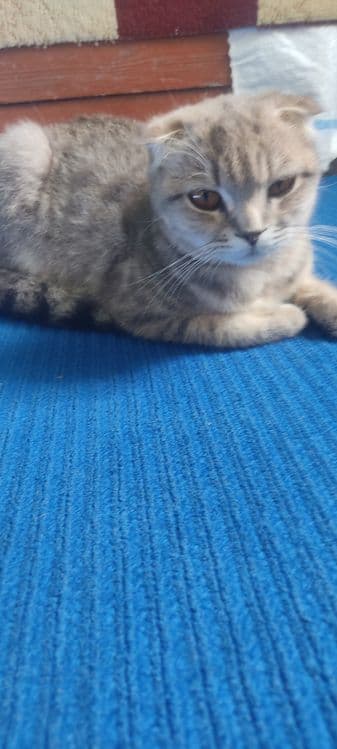 Скоттиш фолд сотилади — 3