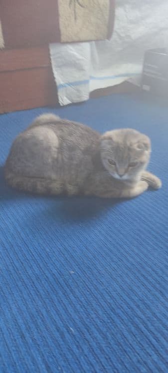 Скоттиш фолд сотилади — 4