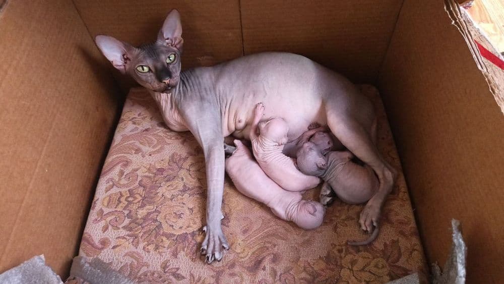 Котята конадского Сфинкса — 4
