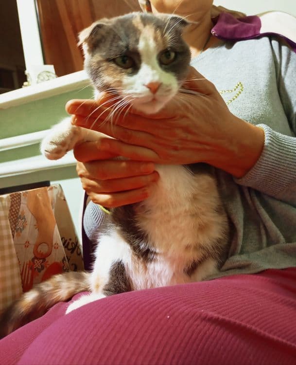Продаётся.  Кошечка — 3