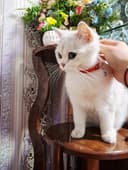 Золотая серебристая шиншилла